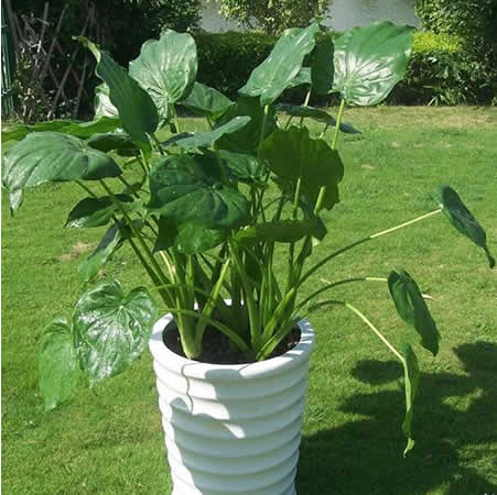 大(da)型滴水觀音（滴水蓮、天芋）