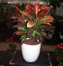 植物(wù)租賃變葉木(mù)