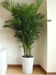 植物(wù)租賃鳳尾竹