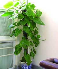 植物(wù)租賃（綠蘿）