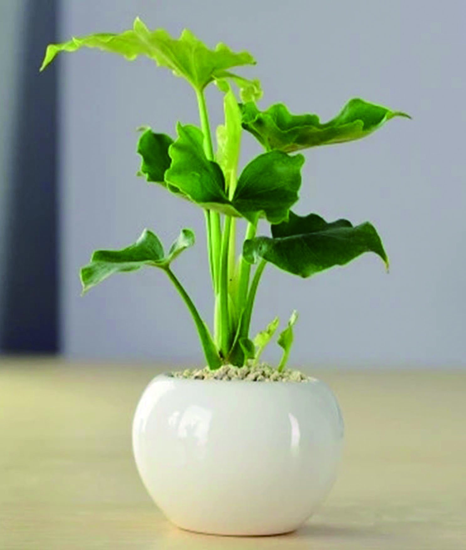 适郃(he)擺放在(zai)衛生(sheng)間的(de)植物(wù)